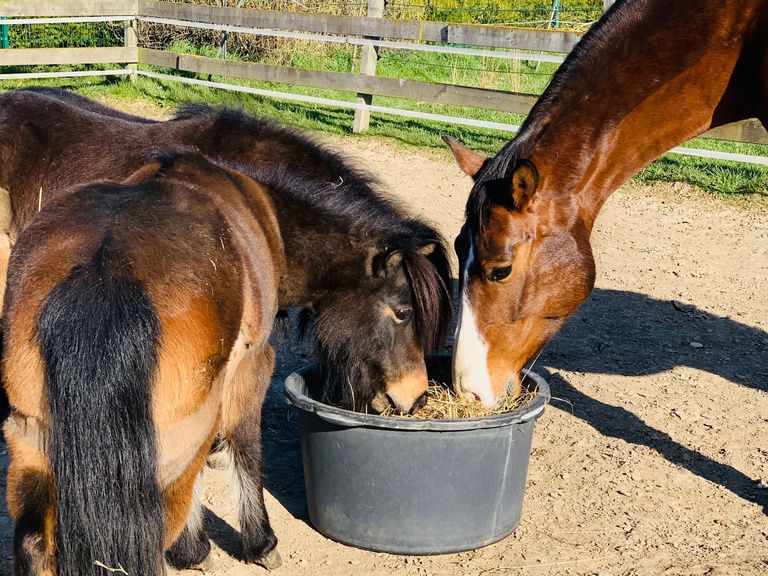 Pferde fressen aus Eimer