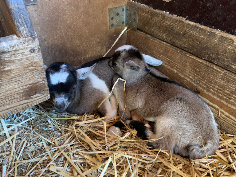 Ziegen schlafen friedlich im Stall